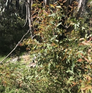 Eucalyptus viminalis at Tennent, ACT - 15 Dec 2022