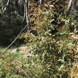 Eucalyptus viminalis at Tennent, ACT - 15 Dec 2022