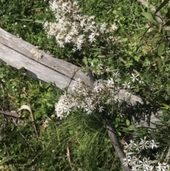 Olearia erubescens at Tennent, ACT - 15 Dec 2022