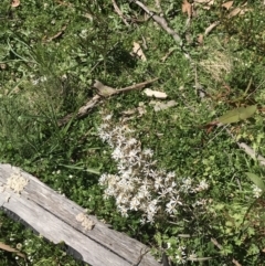 Olearia erubescens at Tennent, ACT - 15 Dec 2022