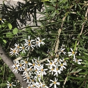 Olearia erubescens at Tennent, ACT - 15 Dec 2022