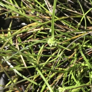 Isolepis gaudichaudiana at Tennent, ACT - 15 Dec 2022 09:57 AM