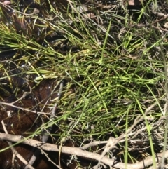 Isolepis gaudichaudiana at Tennent, ACT - 15 Dec 2022 09:57 AM