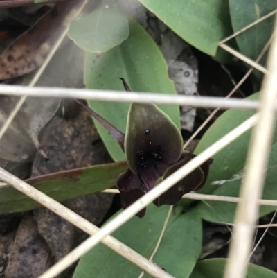 Chiloglottis valida (Large Bird Orchid) at Tennent, ACT - 15 Dec 2022 by Tapirlord