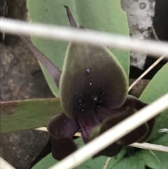 Chiloglottis valida at Tennent, ACT - suppressed