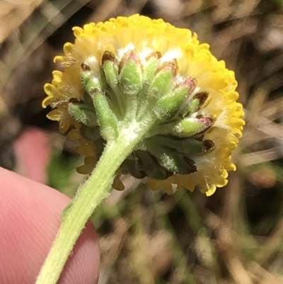 Craspedia variabilis (Common Billy Buttons) at Tennent, ACT - 15 Dec 2022 by Tapirlord