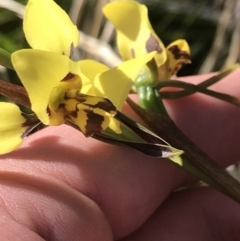 Diuris sulphurea (Tiger Orchid) at Paddys River, ACT - 14 Dec 2022 by Tapirlord