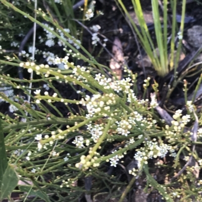 Choretrum pauciflorum (Dwarf Sour Bush) at Paddys River, ACT - 14 Dec 2022 by Tapirlord