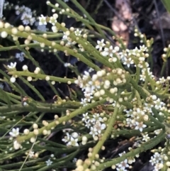 Choretrum pauciflorum at Paddys River, ACT - 15 Dec 2022 09:17 AM