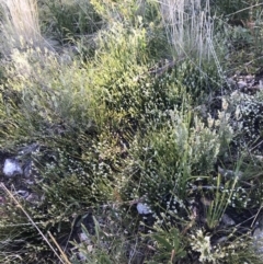 Choretrum pauciflorum at Paddys River, ACT - 15 Dec 2022