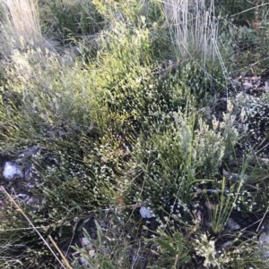 Choretrum pauciflorum at Paddys River, ACT - 15 Dec 2022 09:17 AM