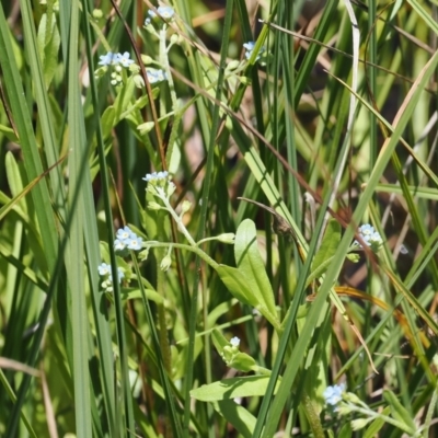 Myosotis laxa subsp. caespitosa (Water Forget-me-not) at Paddys River, ACT - 3 Jan 2023 by RAllen