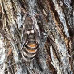Endoxyla (genus) (Unknown Wood Moth) at Acton, ACT - 6 Jan 2023 by RWPurdie