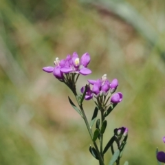 Comesperma retusum (Mountain Milkwort) at Paddys River, ACT - 3 Jan 2023 by RAllen