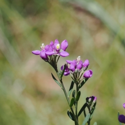 Comesperma retusum (Mountain Milkwort) at Paddys River, ACT - 3 Jan 2023 by RAllen