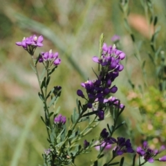 Comesperma retusum at Paddys River, ACT - 3 Jan 2023 12:59 PM