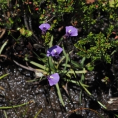 Utricularia dichotoma (Fairy Aprons, Purple Bladderwort) at Paddys River, ACT - 3 Jan 2023 by RAllen