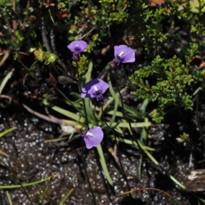Utricularia dichotoma (Fairy Aprons, Purple Bladderwort) at Paddys River, ACT - 3 Jan 2023 by RAllen