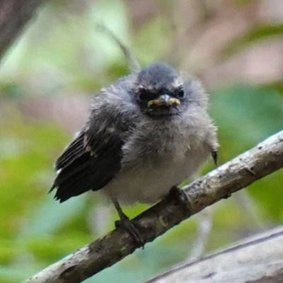 Rhipidura albiscapa (Grey Fantail) at Vincentia, NSW - 31 Dec 2022 by RobG1