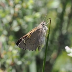 Hesperilla donnysa (Varied Sedge-skipper) at Paddys River, ACT - 3 Jan 2023 by RAllen