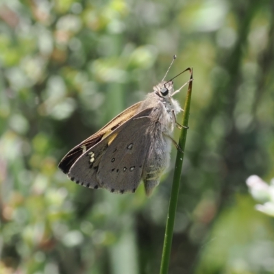 Hesperilla donnysa (Varied Sedge-skipper) at Paddys River, ACT - 3 Jan 2023 by RAllen