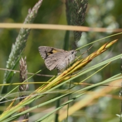 Hesperilla donnysa at Paddys River, ACT - 3 Jan 2023