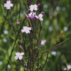 Epilobium billardiereanum subsp. hydrophilum at Paddys River, ACT - 3 Jan 2023