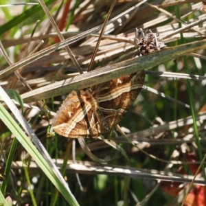 Chrysolarentia conifasciata at Paddys River, ACT - 3 Jan 2023