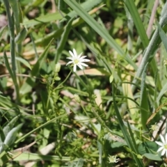 Stellaria angustifolia (Swamp Starwort) at Paddys River, ACT - 3 Jan 2023 by RAllen