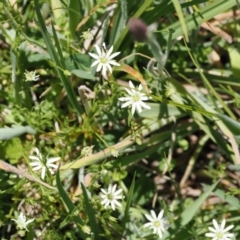 Stellaria angustifolia at Paddys River, ACT - 3 Jan 2023