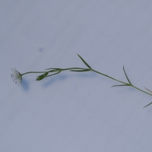 Stellaria angustifolia at Paddys River, ACT - 3 Jan 2023 01:55 PM