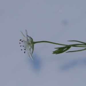 Stellaria angustifolia at Paddys River, ACT - 3 Jan 2023 01:55 PM