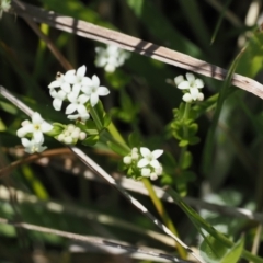 Asperula gunnii (Mountain Woodruff) at Paddys River, ACT - 3 Jan 2023 by RAllen