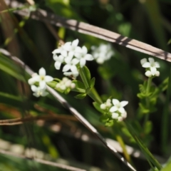 Asperula gunnii at Paddys River, ACT - 3 Jan 2023