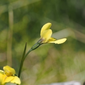 Diuris monticola at Paddys River, ACT - 3 Jan 2023