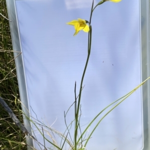 Diuris monticola at Paddys River, ACT - 3 Jan 2023