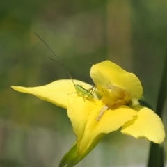 Conocephalus semivittatus at Paddys River, ACT - suppressed