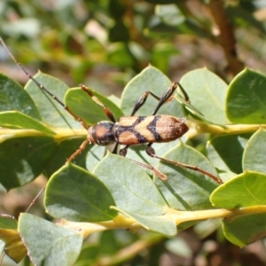 Aridaeus thoracicus at Murrumbateman, NSW - 6 Jan 2023 01:28 PM