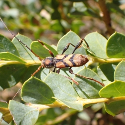 Aridaeus thoracicus (Tiger Longicorn Beetle) at Murrumbateman, NSW - 6 Jan 2023 by SimoneC