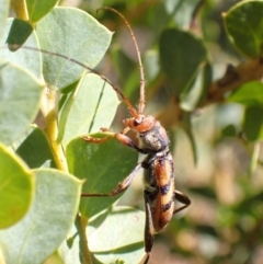 Aridaeus thoracicus at Murrumbateman, NSW - 6 Jan 2023 01:28 PM