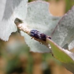 Rosopaella cuprea (A leafhopper) at Murrumbateman, NSW - 5 Jan 2023 by SimoneC