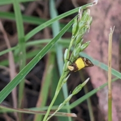 Chrysonoma catoptrina (A Concealer moth) at Higgins, ACT - 6 Jan 2023 by MattM