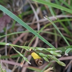 Chrysonoma catoptrina at Higgins, ACT - 6 Jan 2023