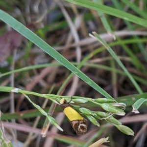 Chrysonoma catoptrina at Higgins, ACT - 6 Jan 2023