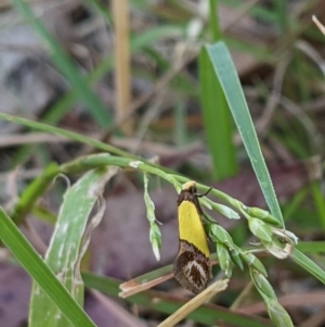 Chrysonoma catoptrina at Higgins, ACT - 6 Jan 2023