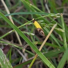 Chrysonoma catoptrina at Higgins, ACT - 6 Jan 2023