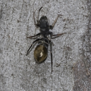 Camponotus aeneopilosus at Higgins, ACT - 19 Nov 2022 12:44 PM