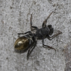 Camponotus aeneopilosus at Higgins, ACT - 19 Nov 2022 12:44 PM