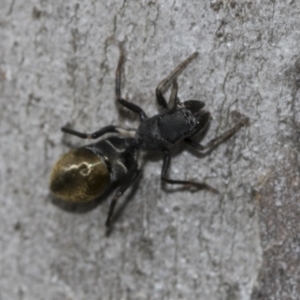 Camponotus aeneopilosus at Higgins, ACT - 19 Nov 2022 12:44 PM