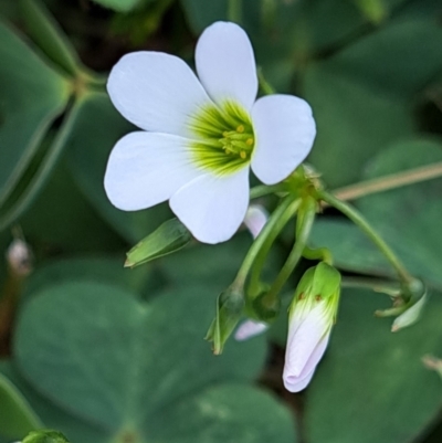 Oxalis articulata (Shamrock) at Hackett, ACT - 6 Jan 2023 by abread111